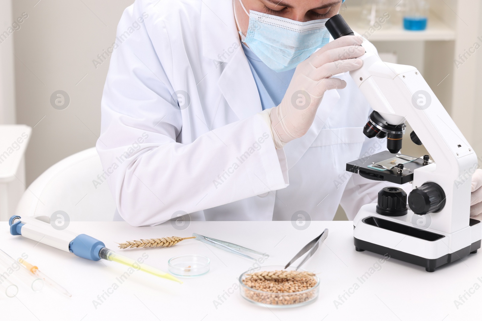 Photo of Quality control. Food inspector examining wheat grain under microscope in laboratory