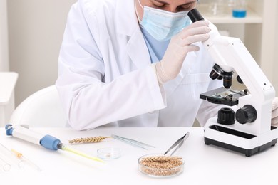 Quality control. Food inspector examining wheat grain under microscope in laboratory