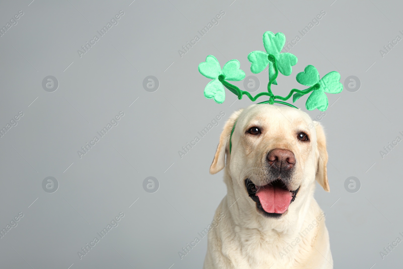 Photo of Labrador retriever with clover leaves headband on light grey background, space for text. St. Patrick's day