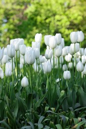 Many beautiful white tulip flowers growing outdoors. Spring season