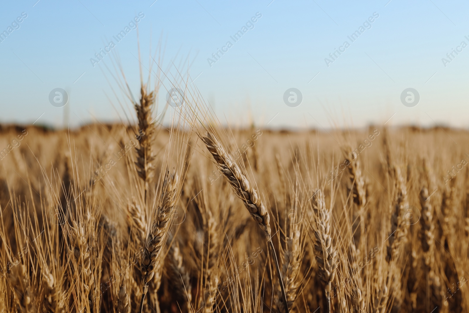 Photo of Beautiful agricultural field with ripening wheat, closeup