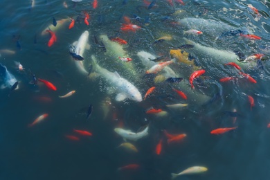 Photo of Koi carps and other fishes swimming in clear pond water