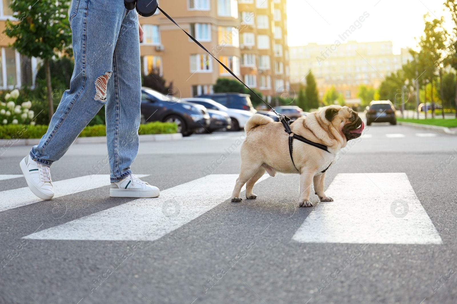Photo of Woman walking with her cute pug on pedestrian crossing, closeup