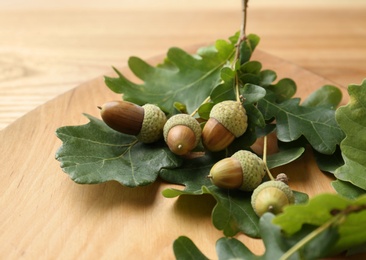 Acorns and oak leaves on wooden plate, closeup