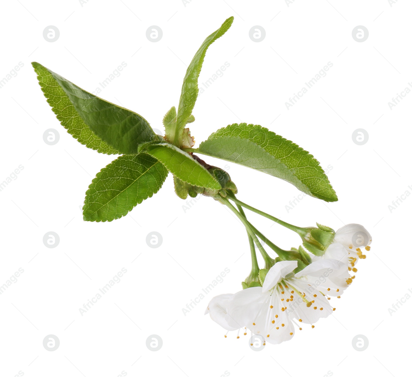 Photo of Beautiful spring blossoms with leaves isolated on white