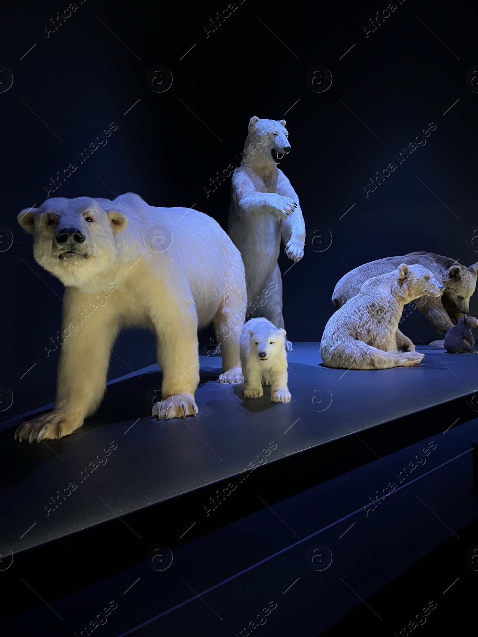 Photo of Leiden, Netherlands - June 18, 2022: Exhibition with stuffed polar bears in Naturalis Biodiversity Center
