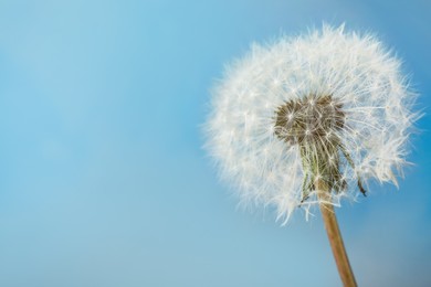 Beautiful dandelion flower on light blue background, closeup. Space for text