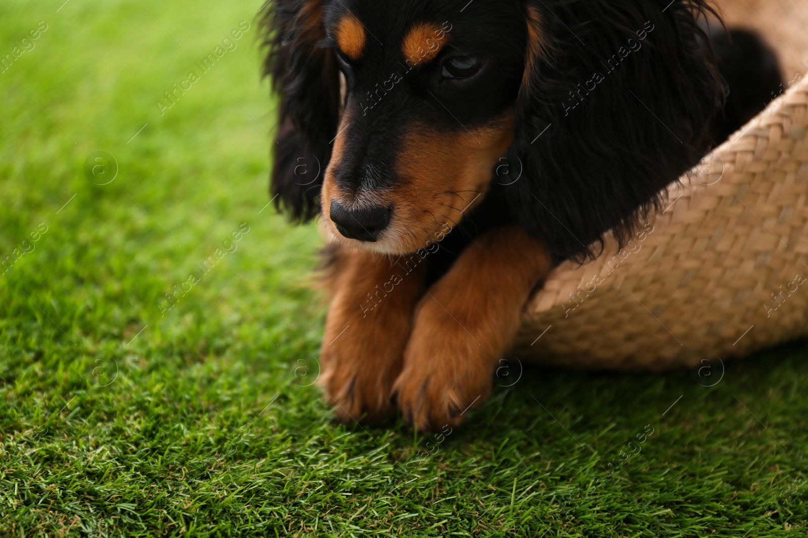 Photo of Cute dog relaxing in wicker basket on green grass outdoors, closeup. Friendly pet