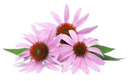 Photo of Beautiful blooming echinacea flowers with leaves on white background