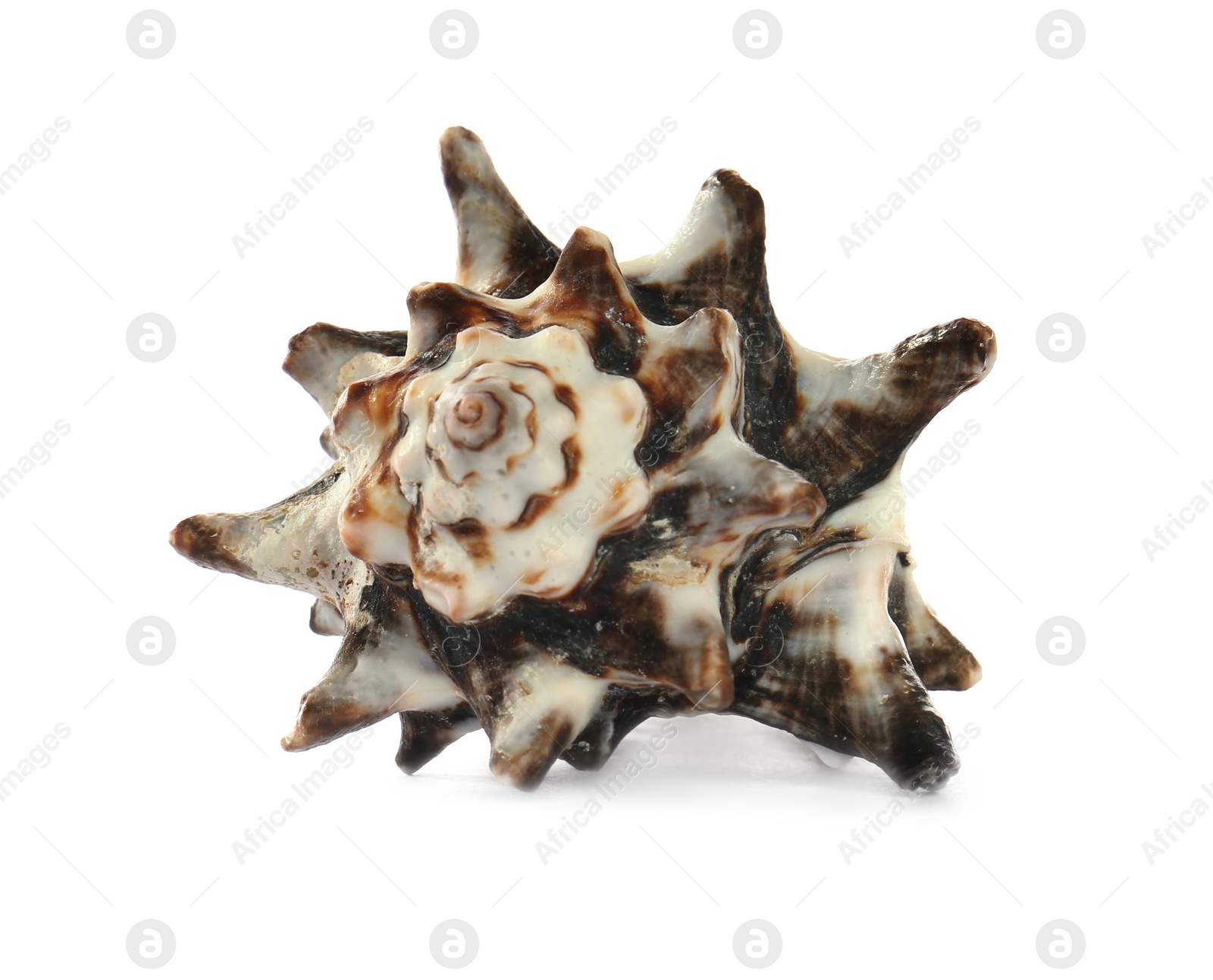 Photo of Beautiful exotic sea shell isolated on white