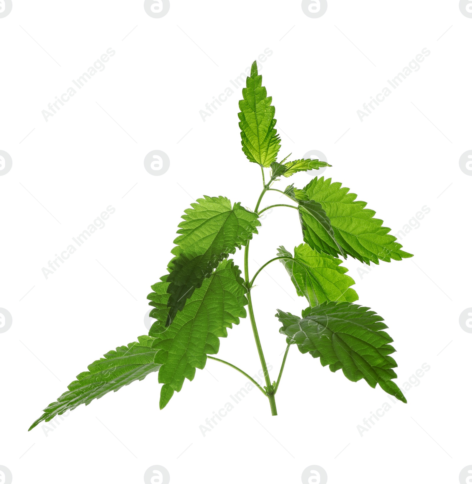 Photo of Fresh stinging nettle plant on white background