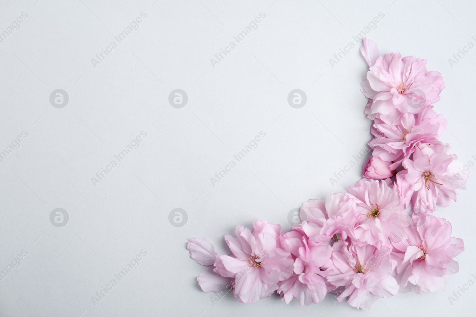 Photo of Beautiful sakura blossom on light background, space for text. Japanese cherry