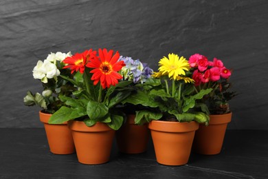 Photo of Different beautiful blooming plants in flower pots on dark grey stone table