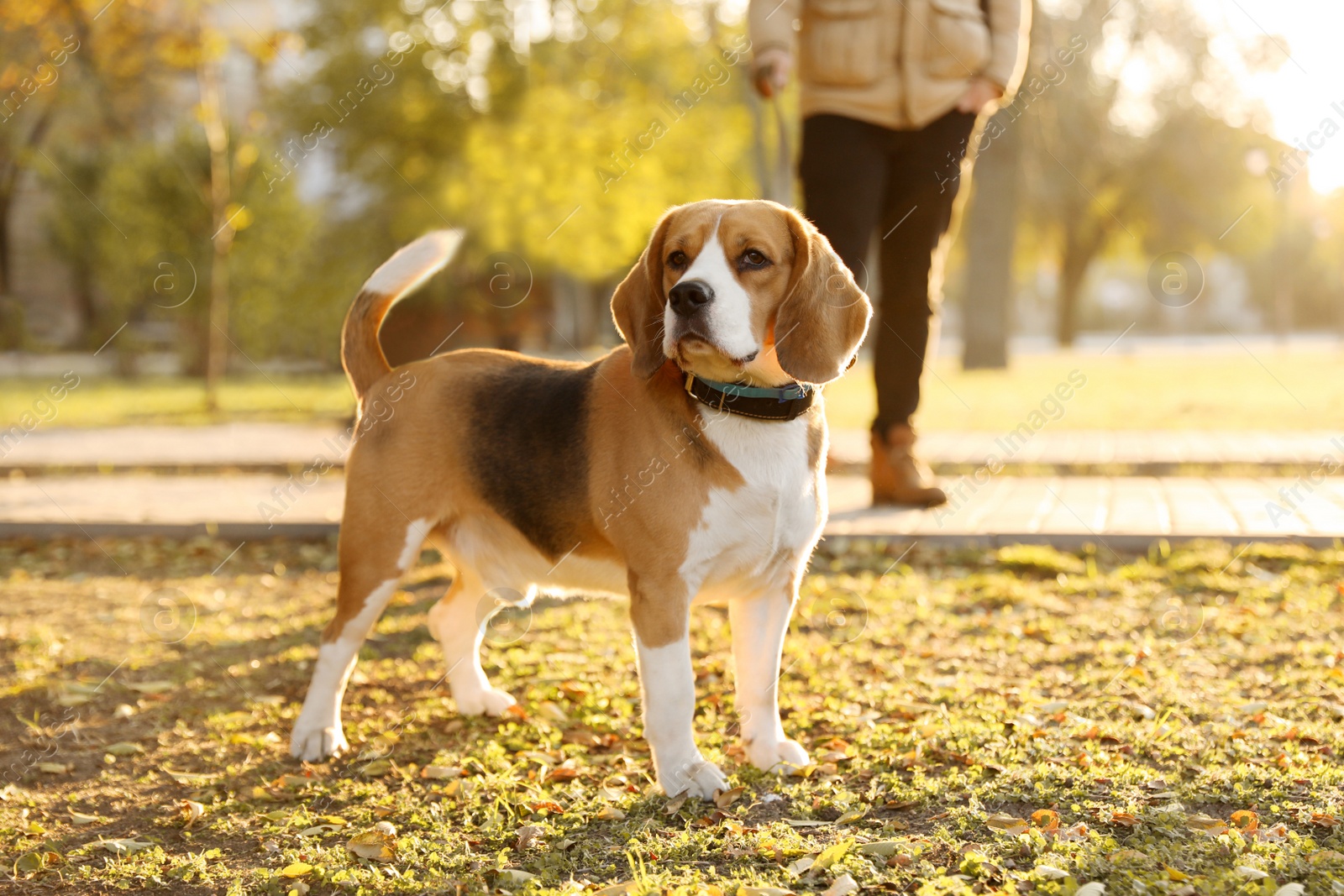 Photo of Man walking his cute Beagle dog in autumn park