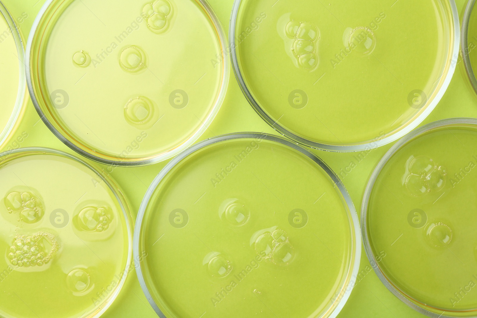 Photo of Petri dishes with liquid samples on green background, flat lay