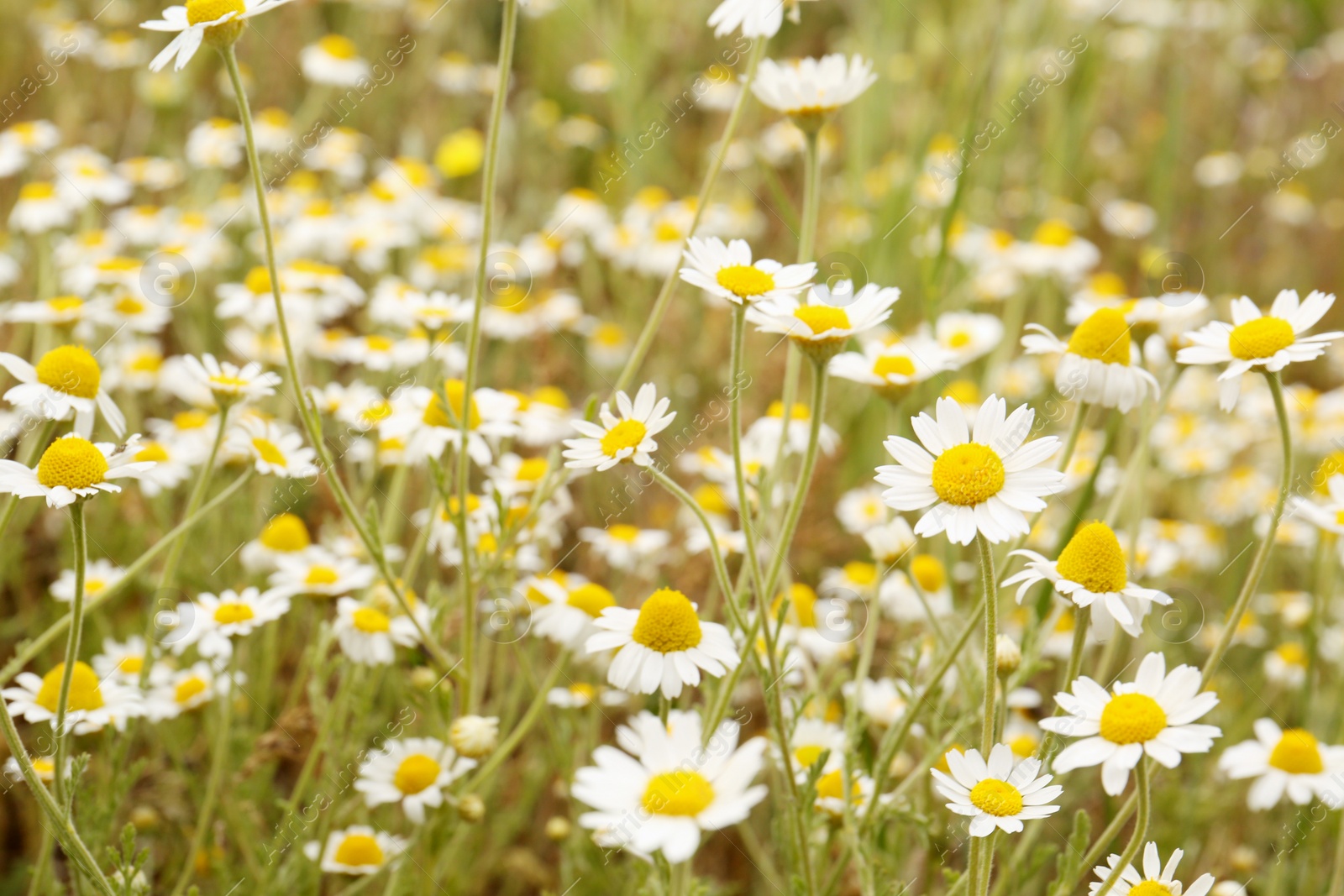 Photo of Beautiful chamomile flowers growing in field, closeup