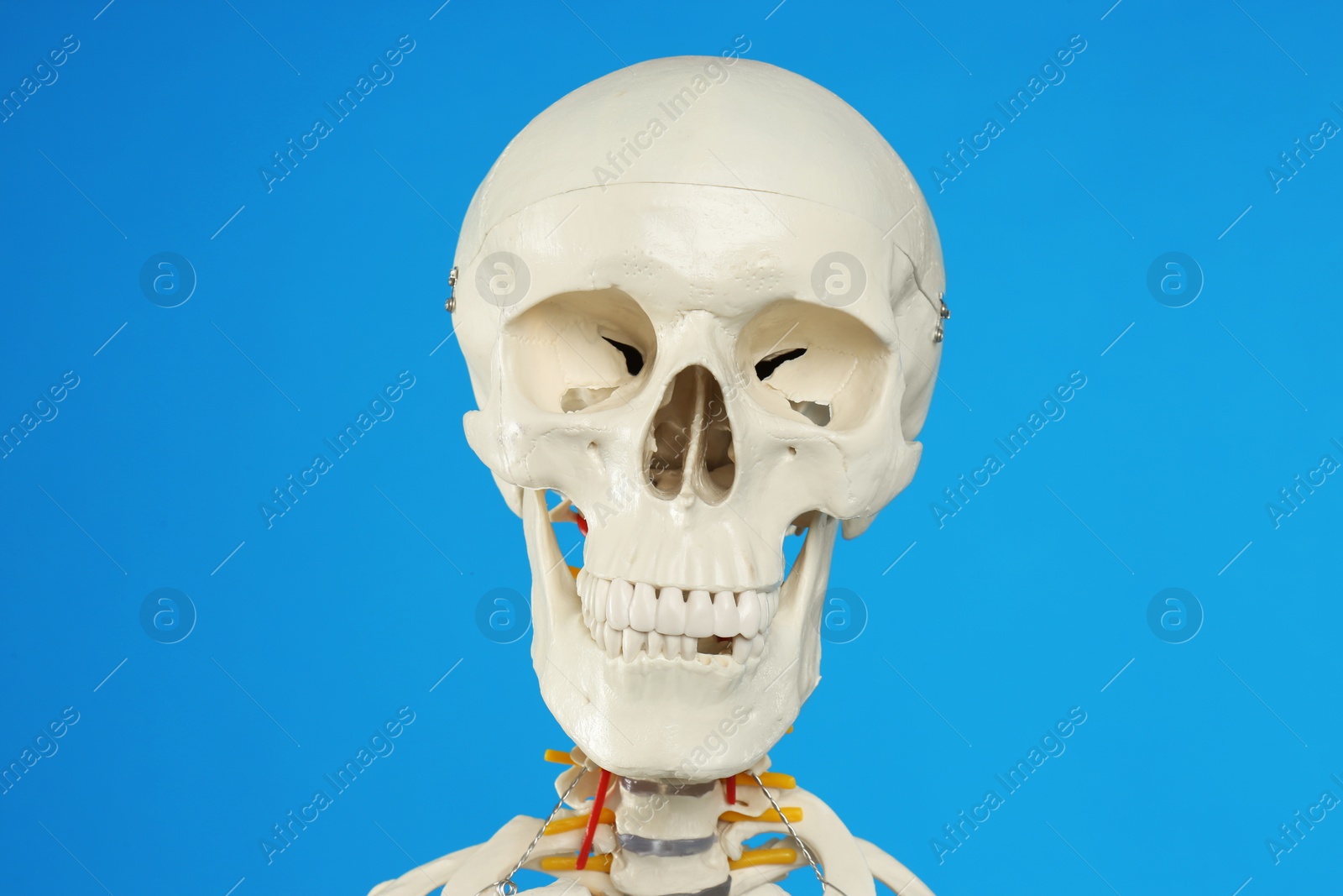 Photo of Artificial human skeleton model on blue background, closeup