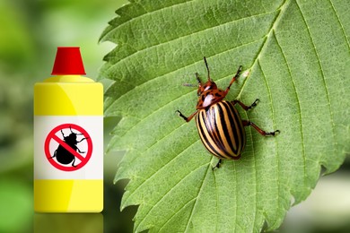 Image of Insecticide and Colorado potato beetle on green plant outdoors