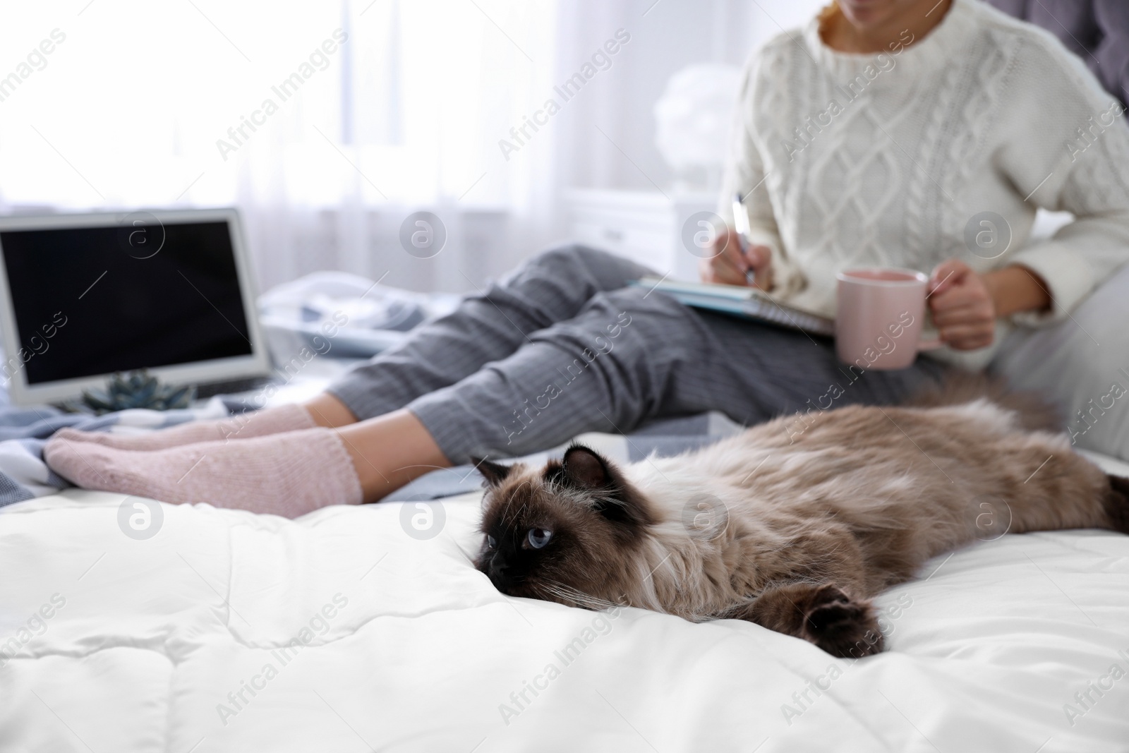 Photo of Woman with her cute Balinese cat on bed at home, closeup. Fluffy pet