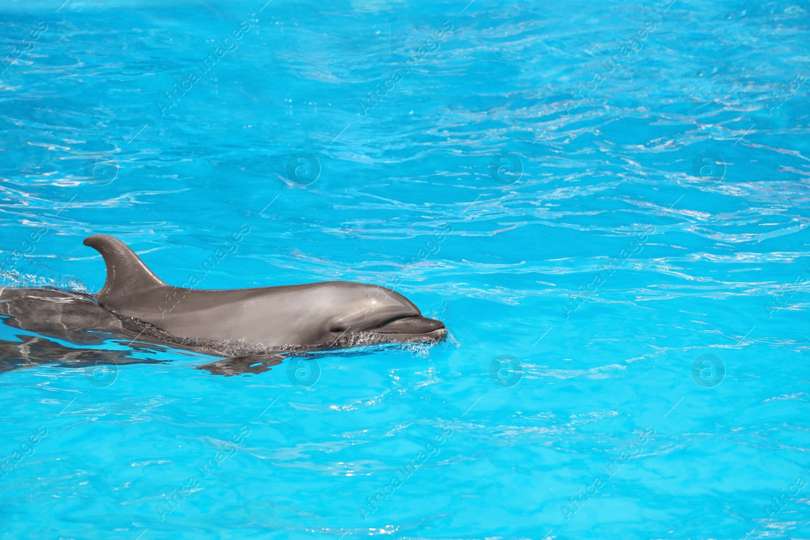 Photo of Dolphin swimming in pool at marine mammal park