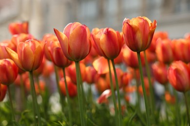 Photo of Beautiful colorful tulips growing in flower bed, closeup