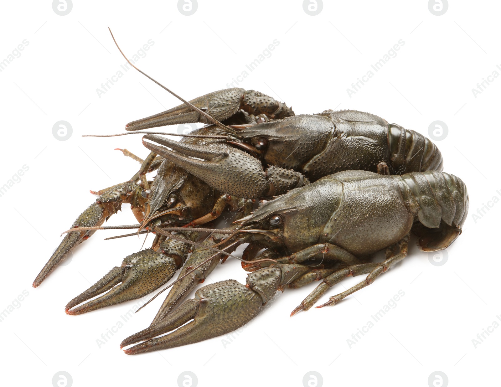 Photo of Many fresh raw crayfishes on white background