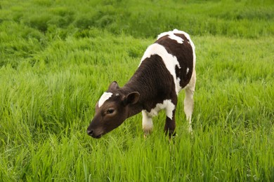 Photo of Black and white calf grazing on green grass