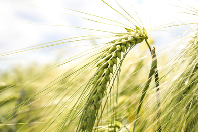 Photo of Closeup view of agricultural field with ripening cereal crop