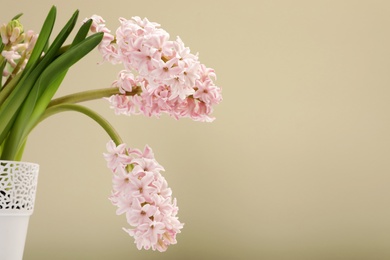 Photo of Beautiful spring hyacinth flowers in pot on color background. Space for text