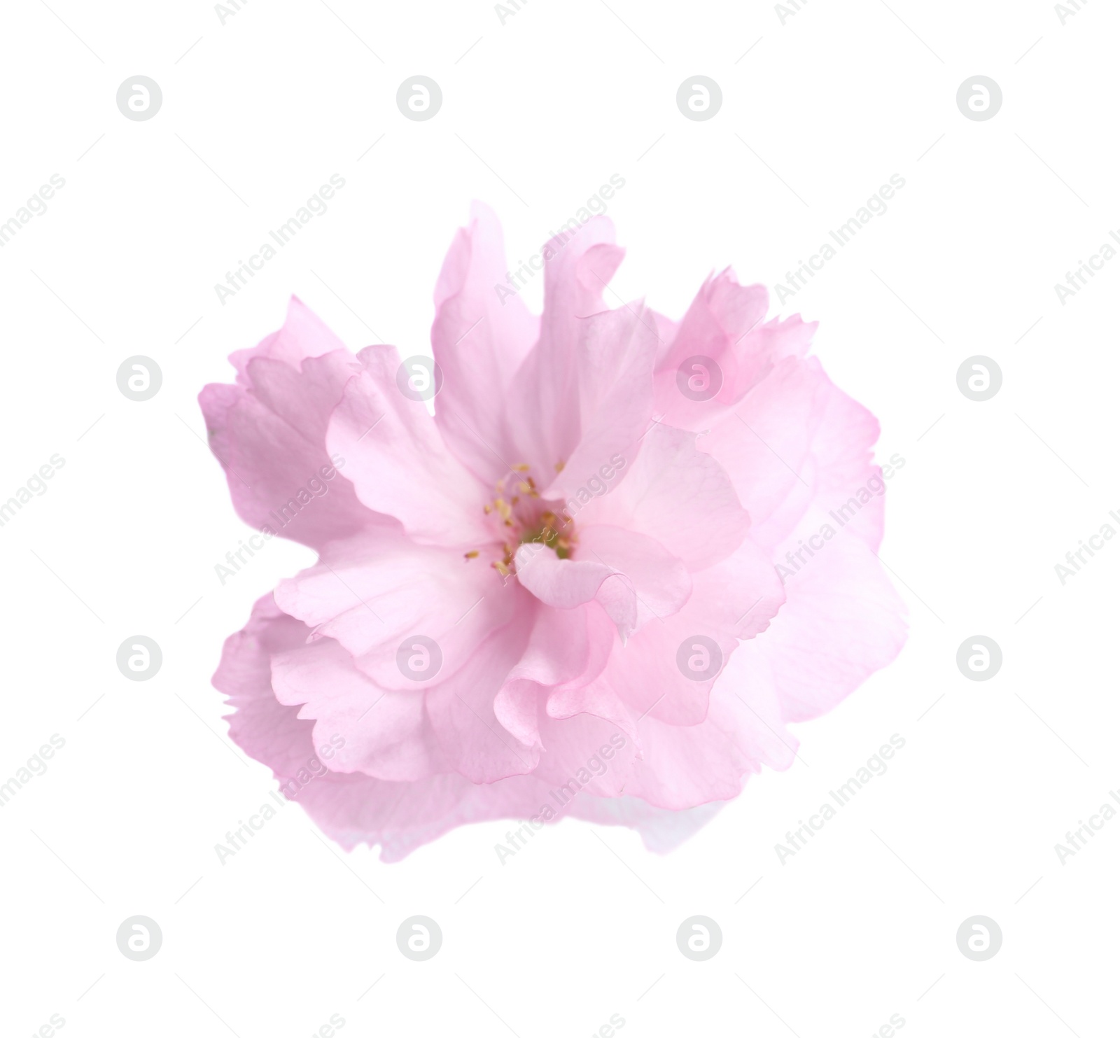 Photo of Beautiful sakura blossom isolated on white. Spring season