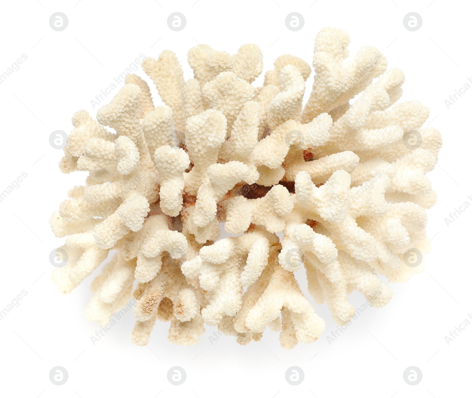 Photo of Beautiful exotic sea coral isolated on white, top view