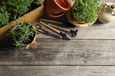 Crates with different potted herbs and gardening tools on wooden table, above view. Space for text