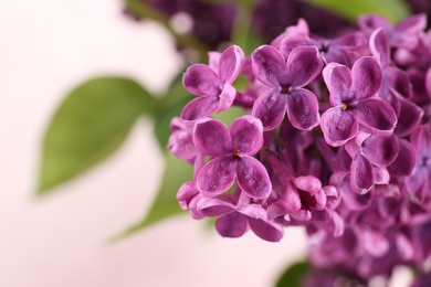 Closeup view of beautiful lilac flowers on blurred background, space for text