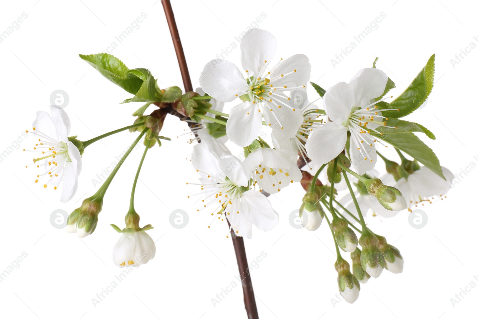 Photo of Spring branch with beautiful blossoms and leaves isolated on white