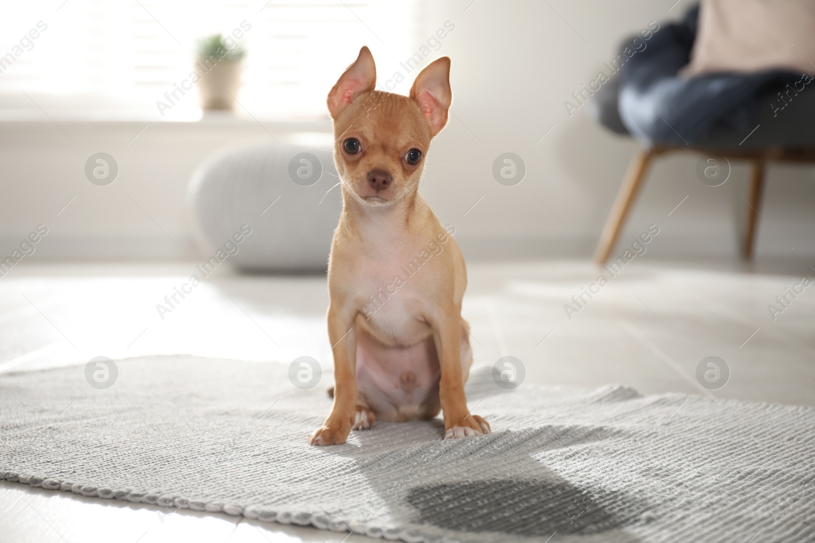 Photo of Cute Chihuahua puppy near wet spot on rug indoors