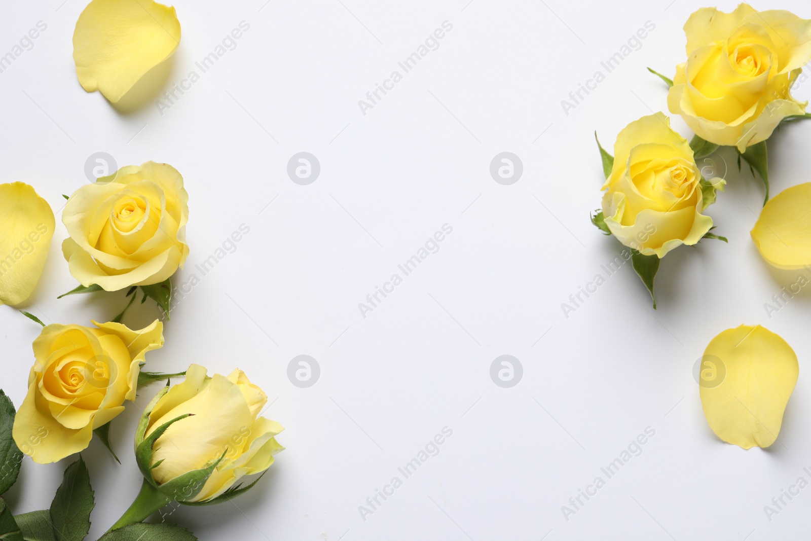 Photo of Beautiful yellow roses and petals on white background, flat lay. Space for text