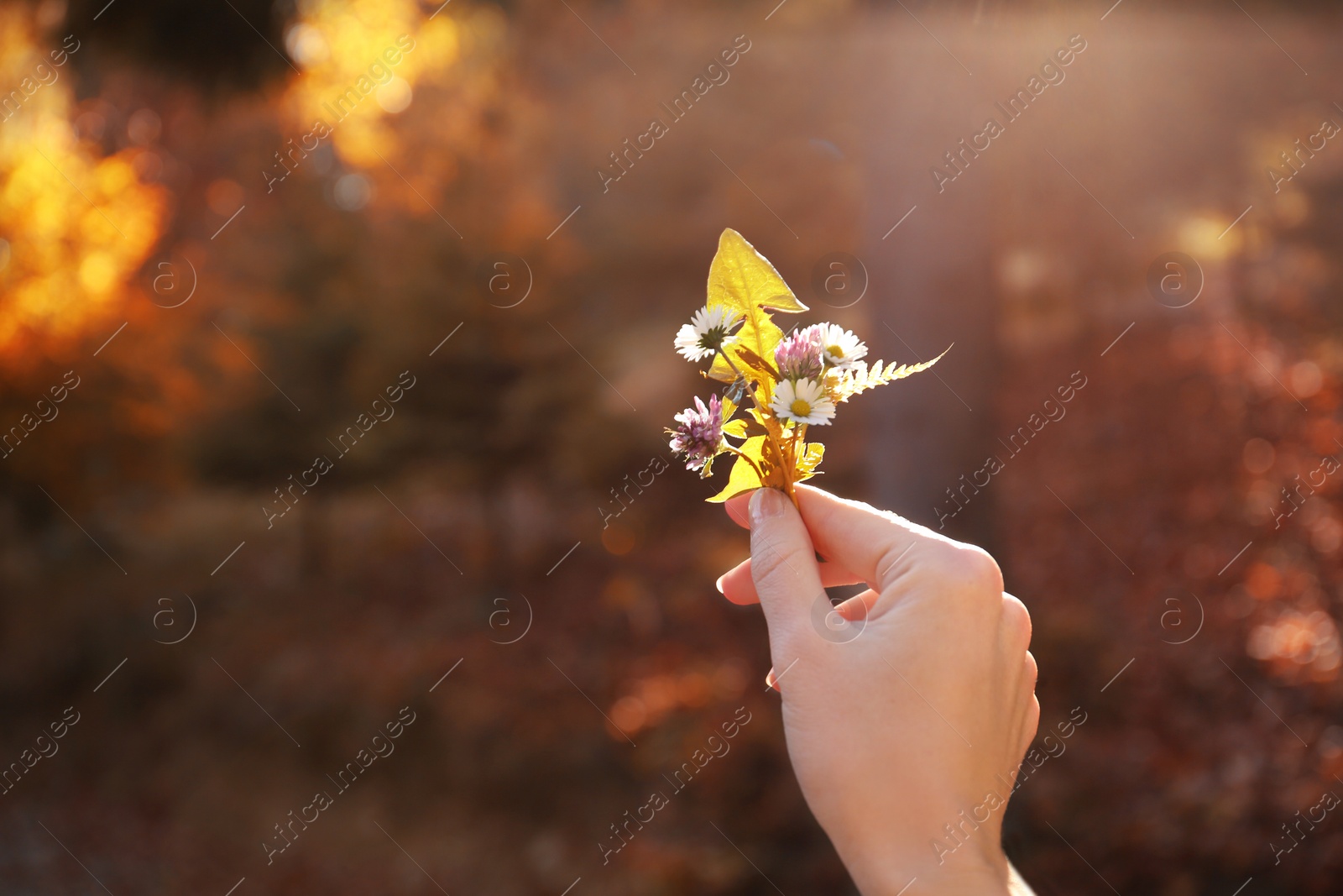 Photo of Woman holding wild flowers in hand on blurred sunny background