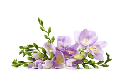 Bouquet of fresh freesia flowers isolated on white