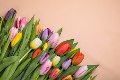 Beautiful colorful tulips on pale pink background, flat lay. Space for text