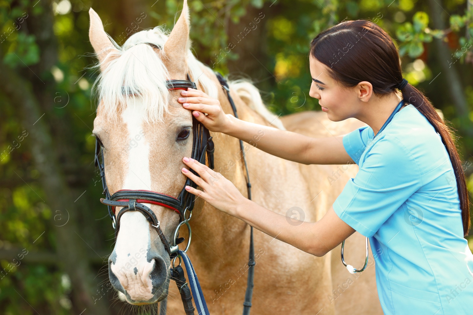 Photo of Young veterinarian examining palomino horse outdoors on sunny day