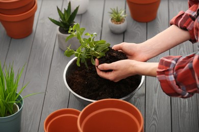 Photo of Transplanting. Woman with green plant and empty flower pots at gray wooden table, closeup