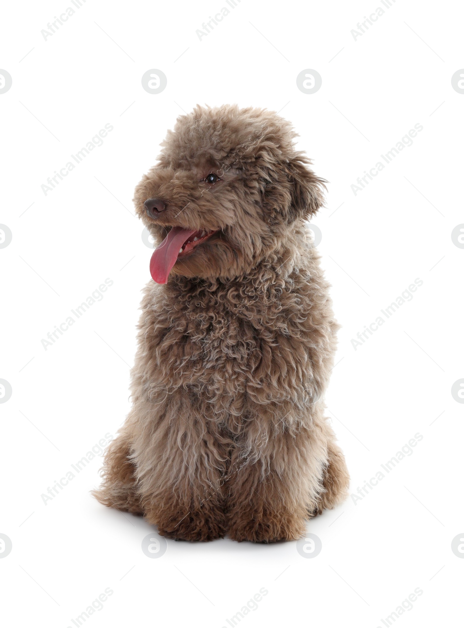 Photo of Cute Toy Poodle dog on white background