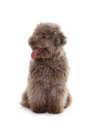 Cute Toy Poodle dog on white background