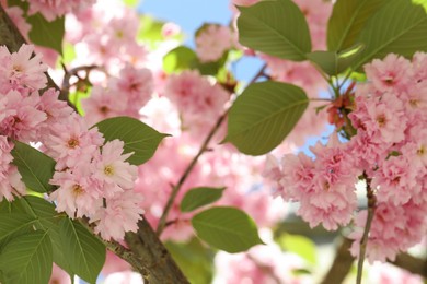 Photo of Beautiful sakura tree with pink flowers outdoors, closeup