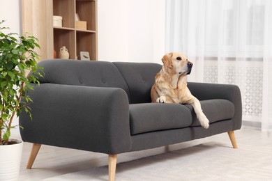 Photo of Cute fluffy Labrador Retriever laying on sofa at home. Space for text