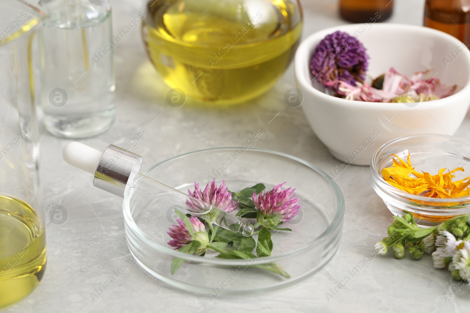 Photo of Developing cosmetic oil. Petri dish with flowers and dropper on light grey table, closeup