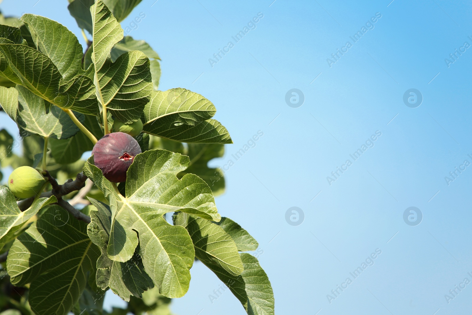 Photo of Figs growing on tree against sky outdoors. Space for text