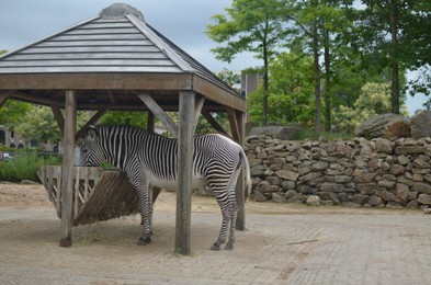 Photo of Beautiful African zebra eating in zoo enclosure