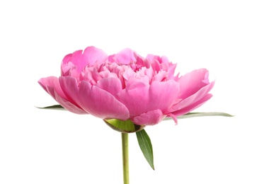 Photo of Beautiful fresh peony flower on white background