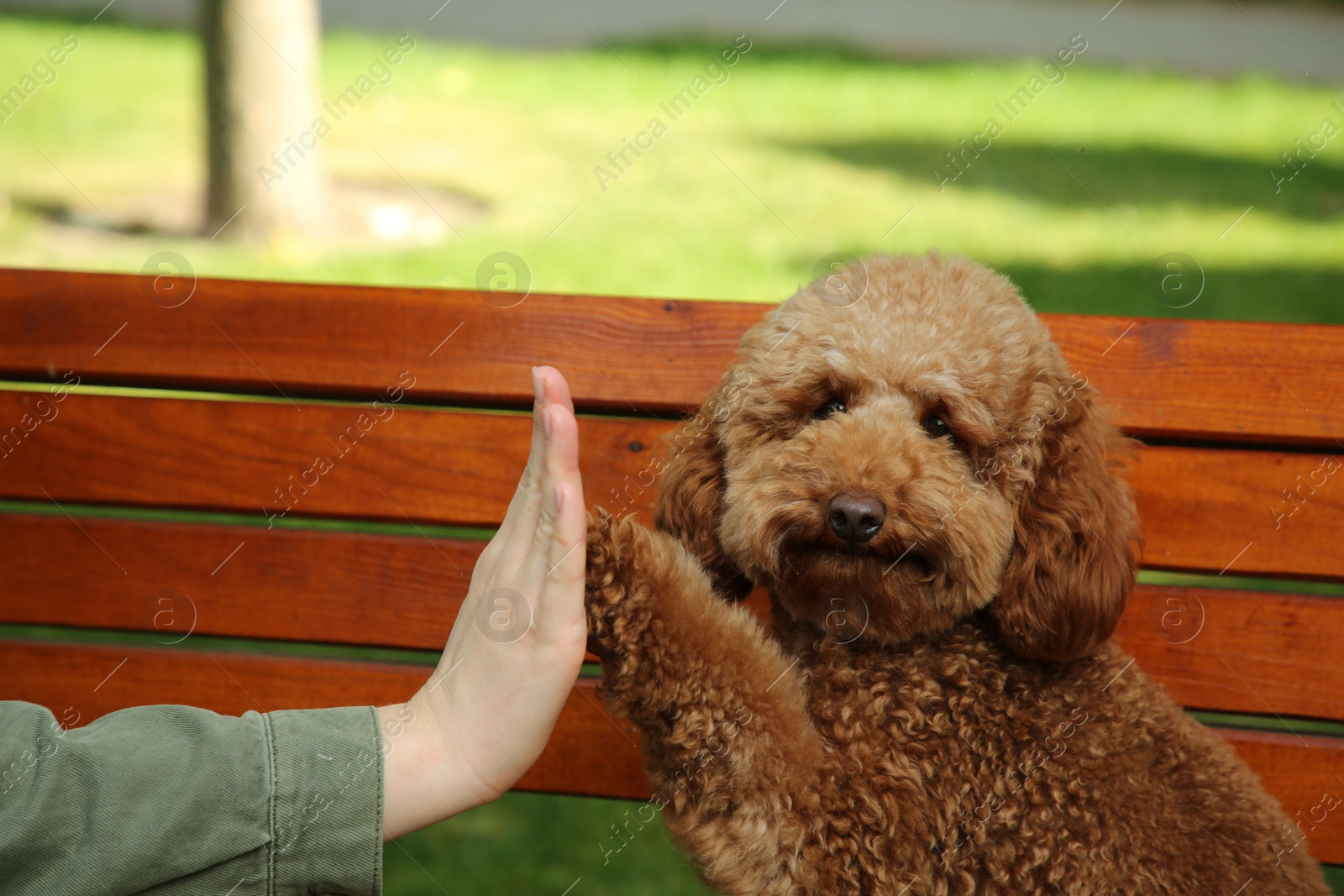 Photo of Cute Maltipoo dog giving high five to woman outdoors, closeup